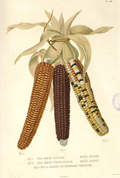 iljardincsic