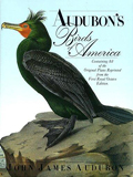 illbirds
