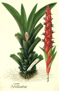 illmutis