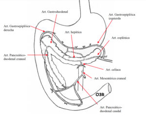 Anatomía del páncreas. Principales vasos que aportan irrigación.