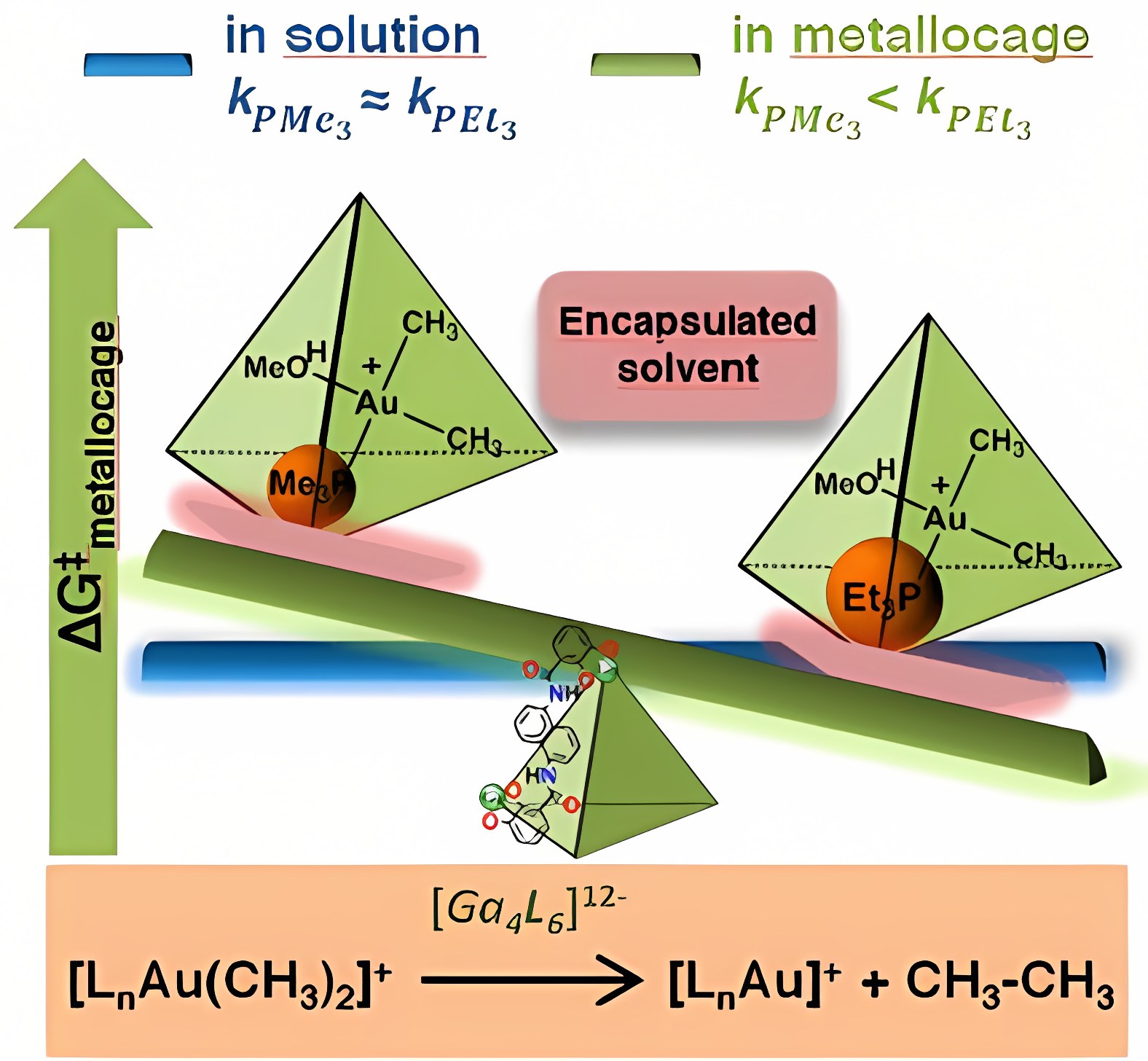 Graphical abstract: Reaction Rate Inside the Cavity of [Ga₄L₆]¹²⁻ Supramolecular Metallocage is Regulated by the Encapsulated Solvent