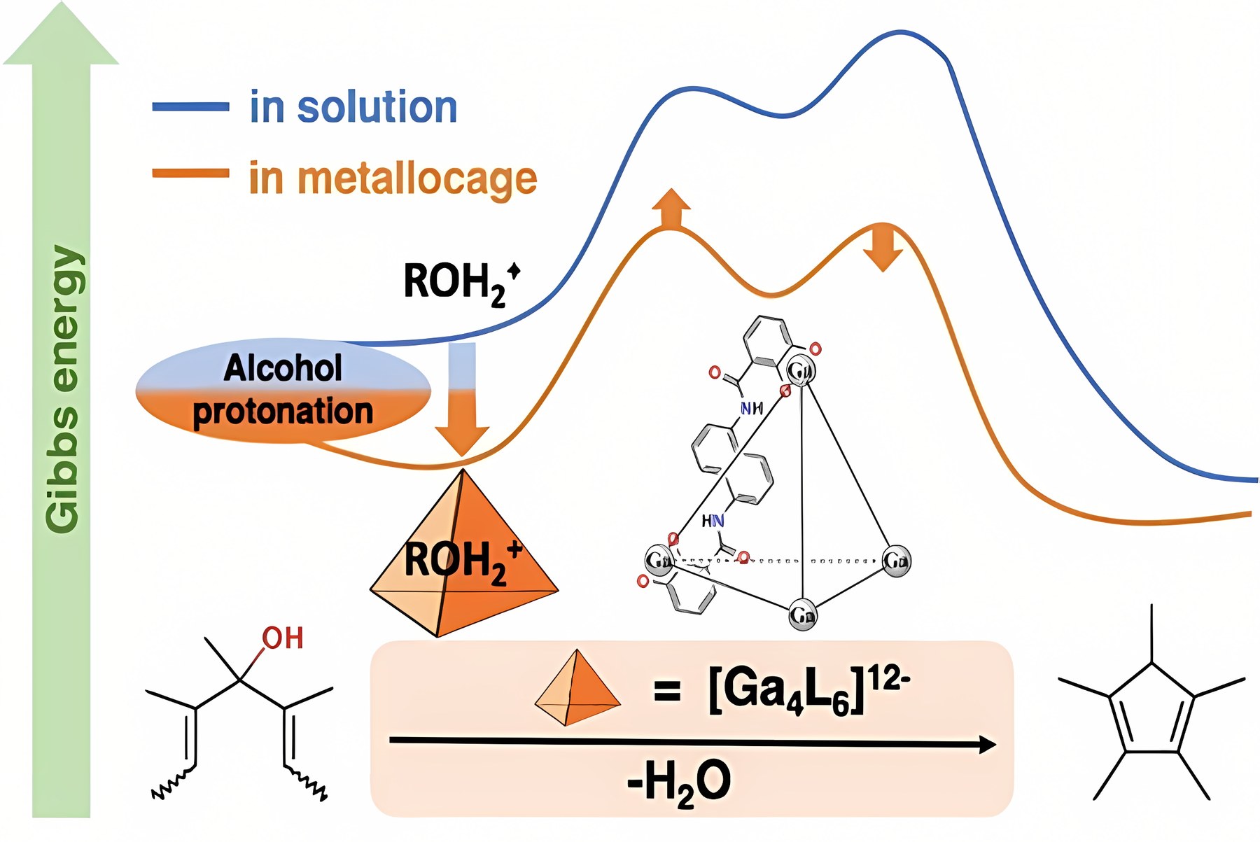 Graphical abstract: Catalysis by [Ga₄L₆]¹²⁻ Metallocage on the Nazarov Cyclization: The Basicity of Complexed Alcohol is Key