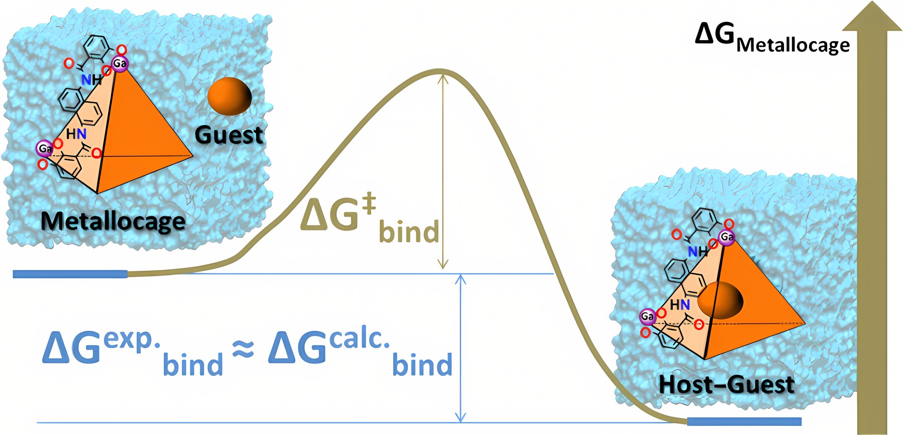 Graphical abstract: Modeling Kinetics and Thermodynamics of Guest Encapsulation into the [M₄L₆]¹²⁻ Supramolecular Organometallic Cage