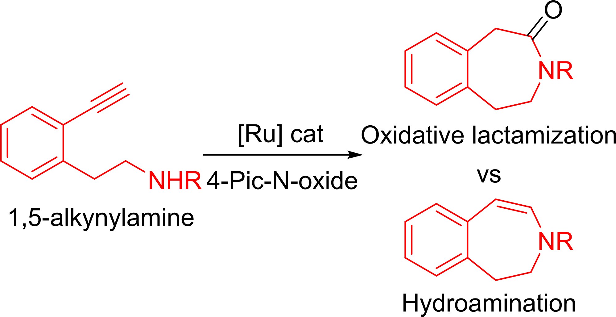 Graphical abstract: Chemoselective Ru-Catalyzed Oxidative Lactamization vs Hydroamination of Alkynylamines