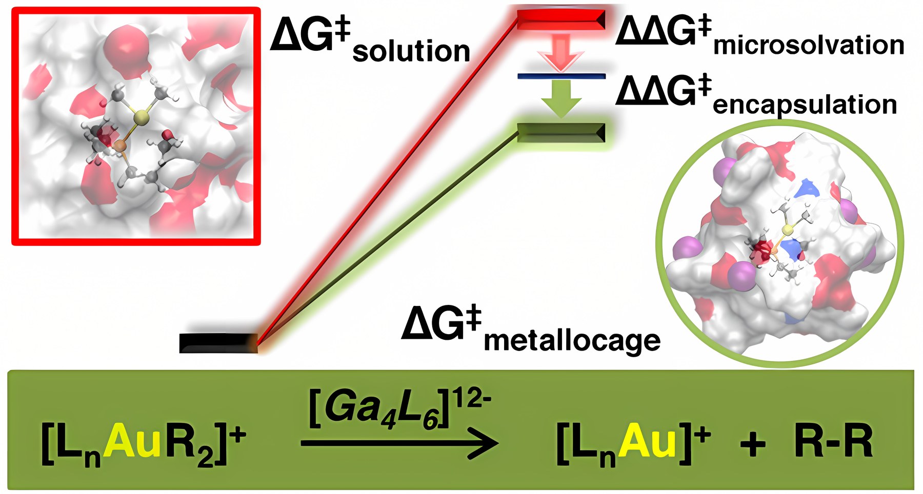 Graphical abstract: Microsolvation and Encapsulation Effects on Supramolecular Catalysis: C–C Reductive Elimination inside [Ga₄L₆]¹²⁻ Metallocage