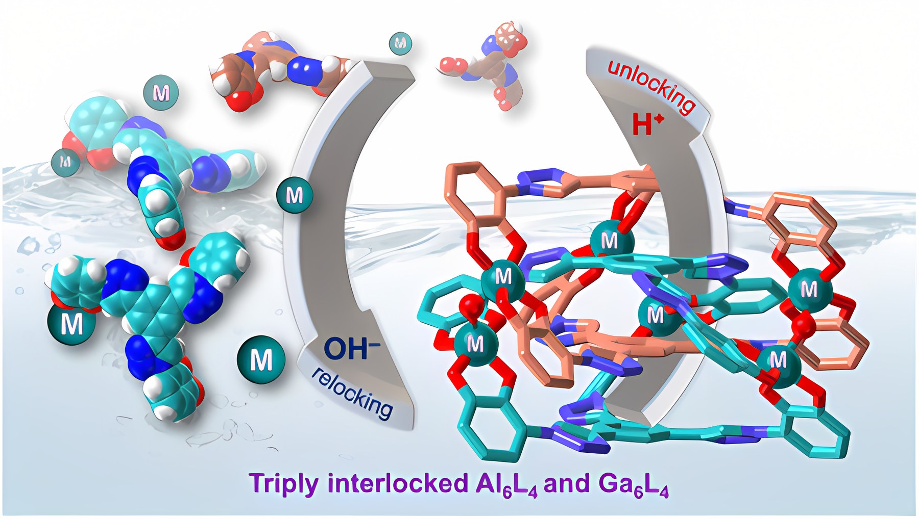 Graphical abstract: Cooperative reversible assembly in triply interlocked Al₆L₄ and Ga₆L₄ cages