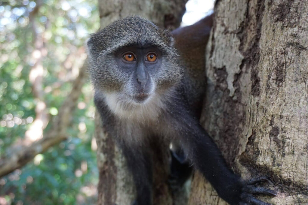 "Primat de Zanzíbar" - Miquel Redon Bosch