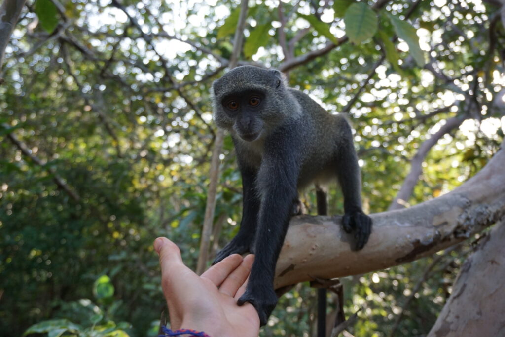 "Dos primats de Zanzíbar" - Miquel Redon Bosch