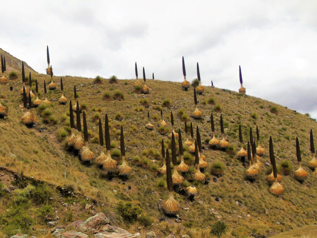 “Las Puyas de Raimondi, gigantes altoandinas” (Reserva de Biósfera Huascarán, Perú) - Maricel Jadith Móstiga Rodríguez