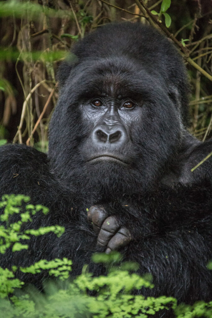 "Gorila de montaña en Uganda" - Aníbal Bueno Amoros