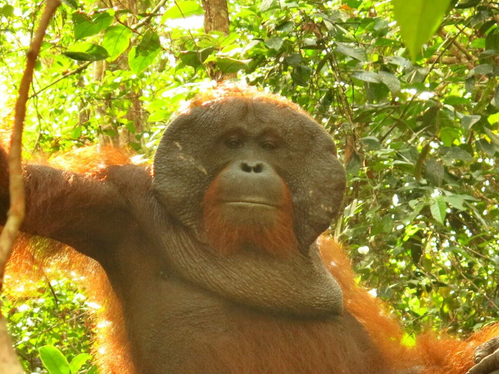 "Borneo: l'últim reducte dels orangutans" - Ana Maria Botey Ponsà