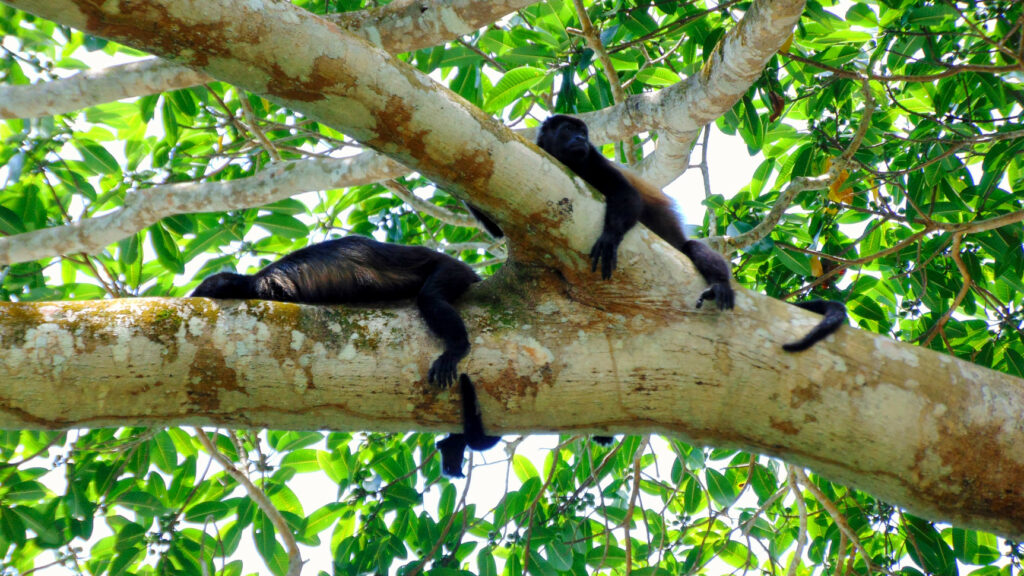 "Dos monos congo (Alouatta palliata) descansant al seu hàbitat natural" - Marc Pladevall Vilavendrell