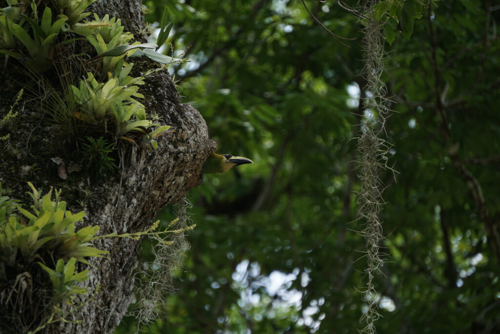 "Tucanet maragda mirant per la finestra (Selva de Guatemala)" - Cecilio Garriga Escribano