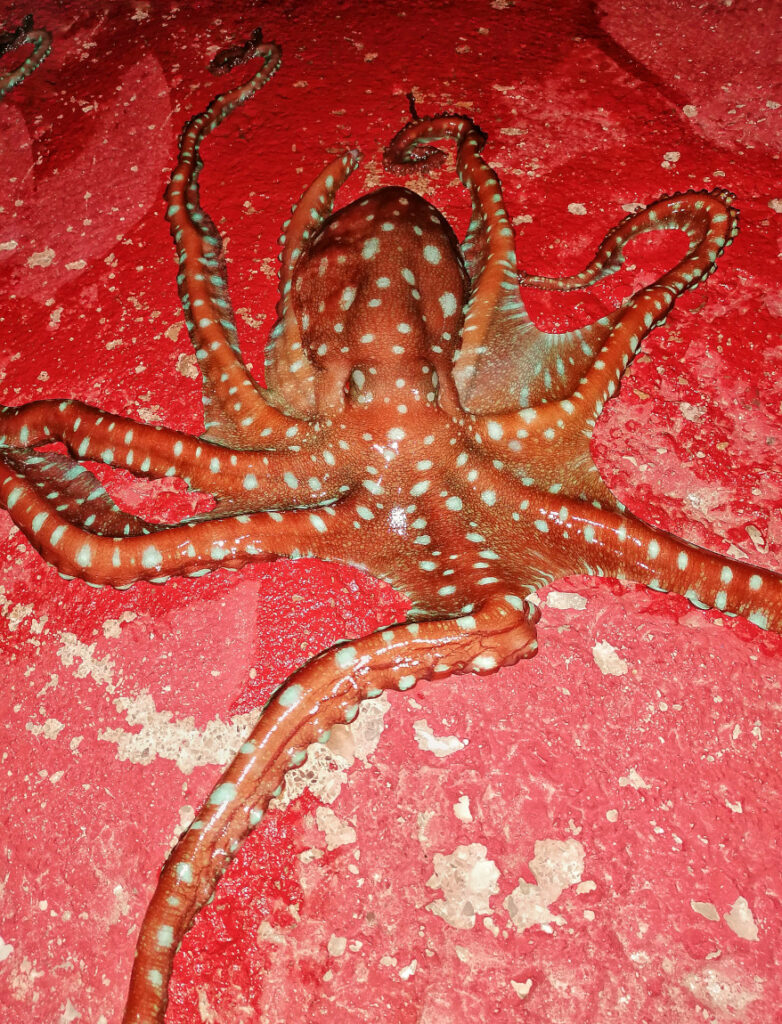 "Octopus Macropus alerta" - Althea Migueloa Matas