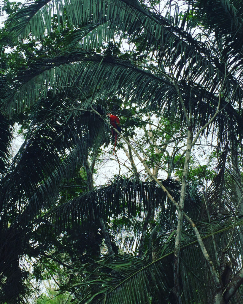 "Selva roja" - Lucia Illera Guillén