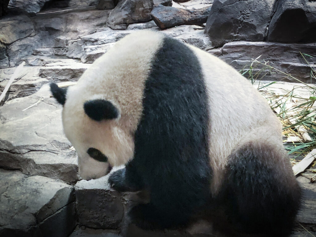 "Panda kuku" - Mingshu Liu