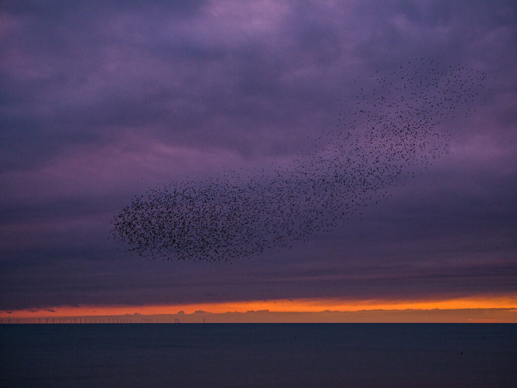 "Núvol migratori" - Alexandre Sanjuan Perelló