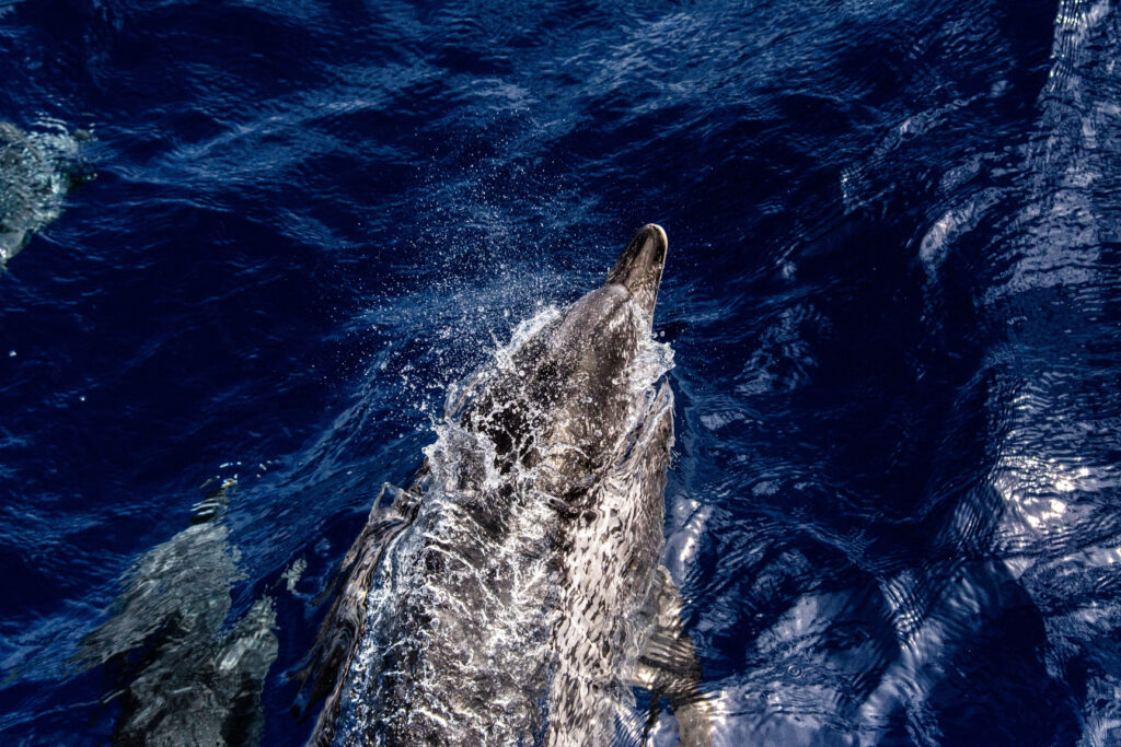 "Un dofí tacat de l'Atlàntic a tota velocitat" - Oriol Puig Badosa