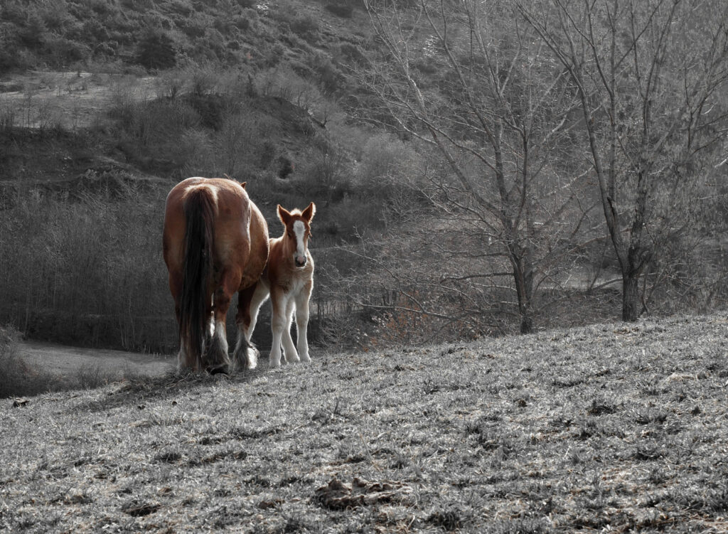 "Mother with her foal" - Laia Rissech
