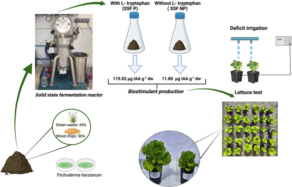 Image of the role of Solid-State Fermentation in the framework of Circular Economy