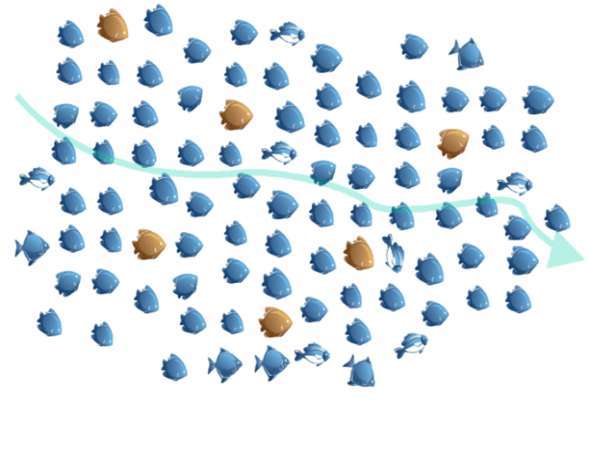 fishbis