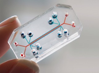 Organ-on-a-chip: ¿cómo hacen avanzar la medicina?