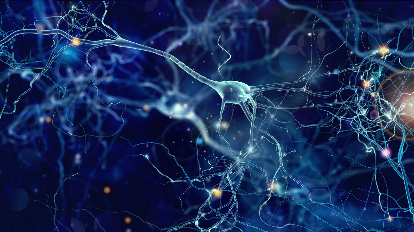 Les neurones perifèriques es poden regenerar, però retrobaran la seva diana original?
