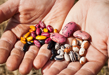 Esporus: conservant varietats locals amb l’Era